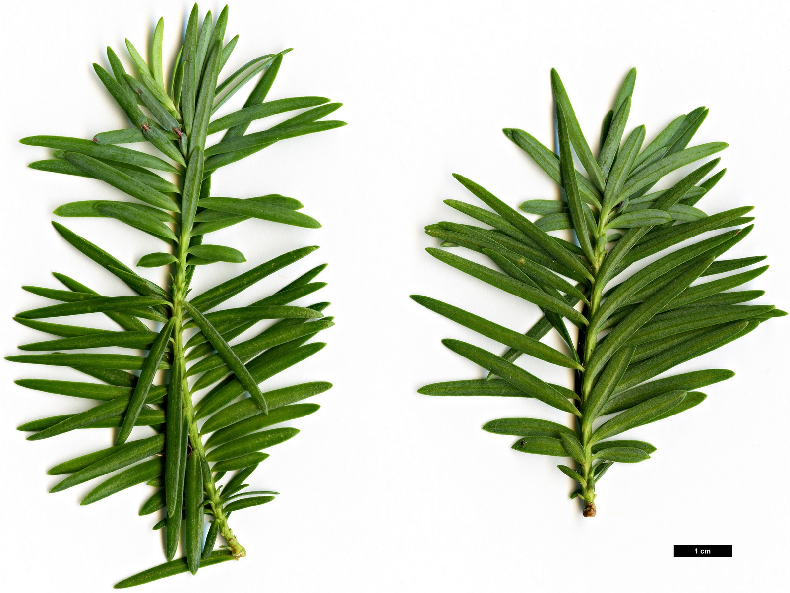 High resolution image: Family: Podocarpaceae - Genus: Halocarpus - Taxon: kirkii